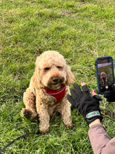 Load image into Gallery viewer, photo showing photography with dog walking gloves still in place.